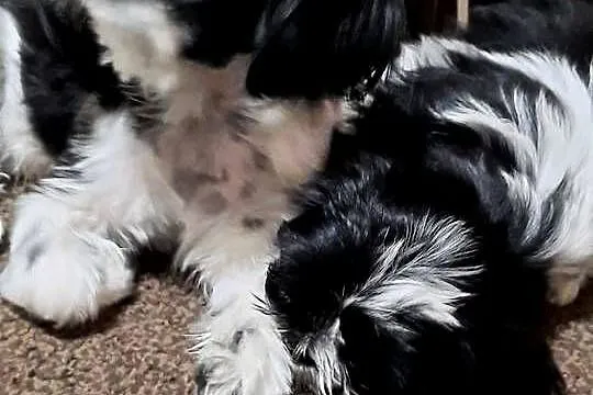 Szczeniaczki Shih tzu, Wielkopolskie, Łaziska