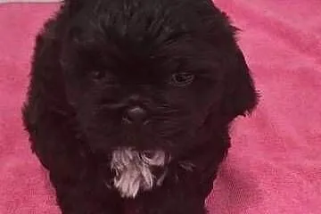 Szczeniaczki Shih tzu, Wielkopolskie, Łaziska