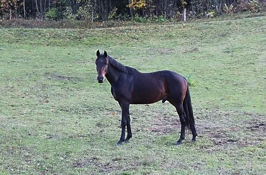 HARIBO AA, , 