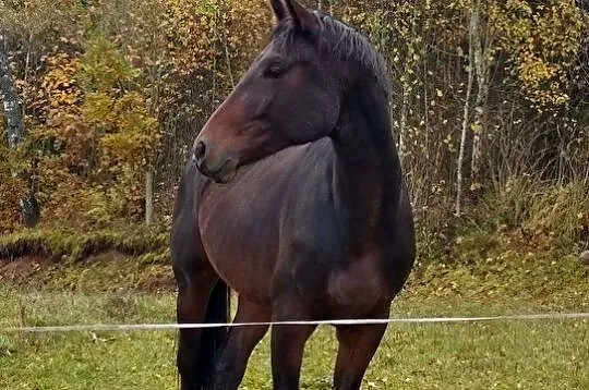 HARIBO AA, , 