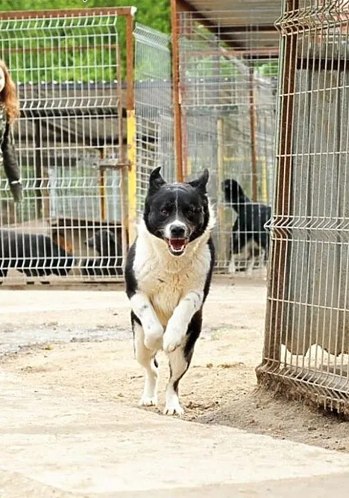 Żywiołowy Brutus do adopcji, lubelskie Świdnik