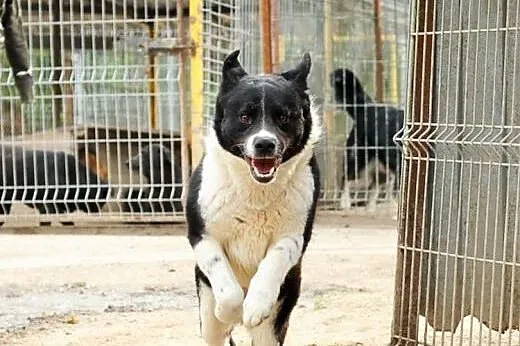 Żywiołowy Brutus do adopcji,  lubelskie Świdnik