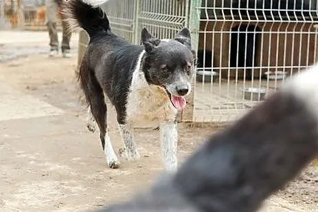 Żywiołowy Brutus do adopcji,  lubelskie Świdnik