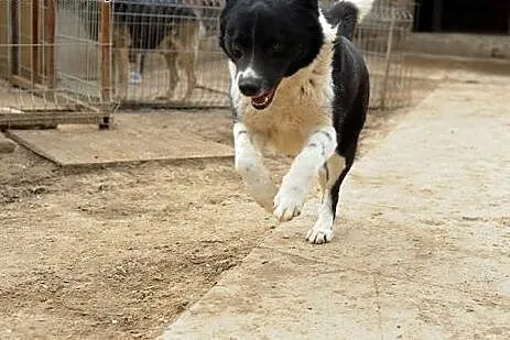 Żywiołowy Brutus do adopcji,  lubelskie Świdnik