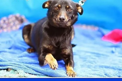 9 kg,delikatna,sarenkowata,łagodna,kanapowa suczka