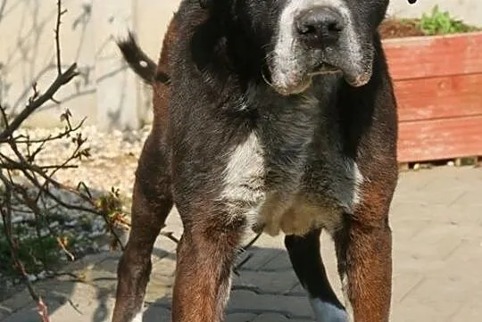 Tadeusz - starszy, duży pies, Nowy Dwór Mazowiecki
