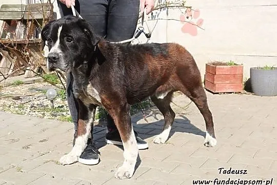 Tadeusz - starszy, duży pies, Nowy Dwór Mazowiecki