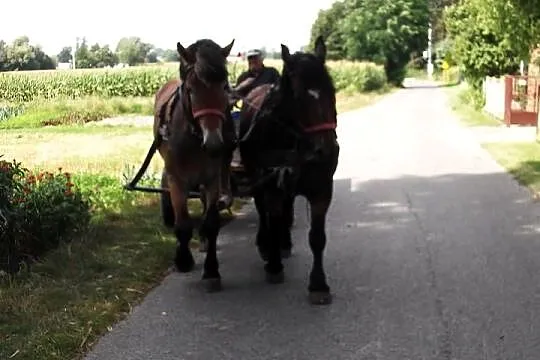 Klacz zimnokrwista ze zrebicą 3 miesięczną i Wałach zimnokrwisty 2 letni