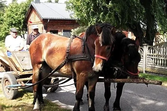 Klacz zimnokrwista ze zrebicą 3 miesięczną i Wałach zimnokrwisty 2 letni, Łódzkie, Warta