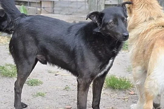 KACPEREK odmień los tego pieska, nie miał dobrego życia, Wielkopolskie, Poznań