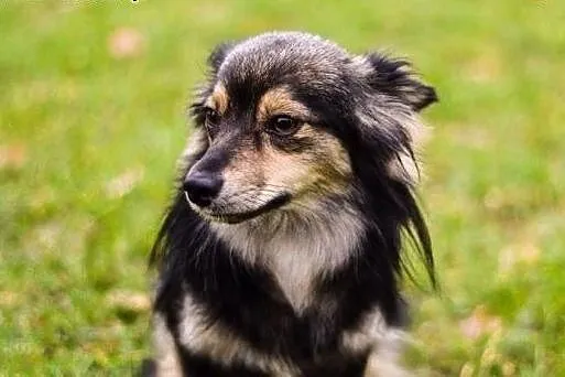 Minia - maluśka, nakolankowa kruszyna :),  warmińs