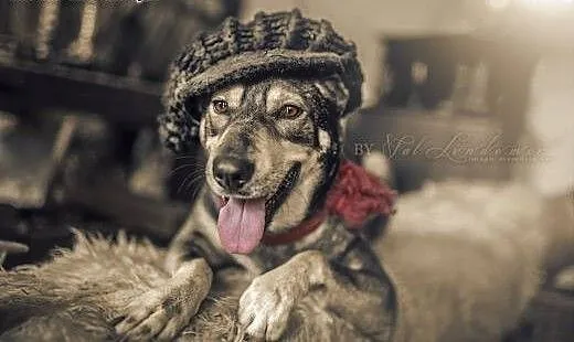 SHILA - cudowna WILCZASTA sunia, dolnośląskie Wro