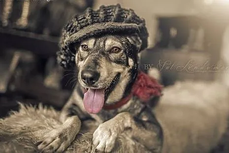 SHILA - cudowna WILCZASTA sunia,  dolnośląskie Wro
