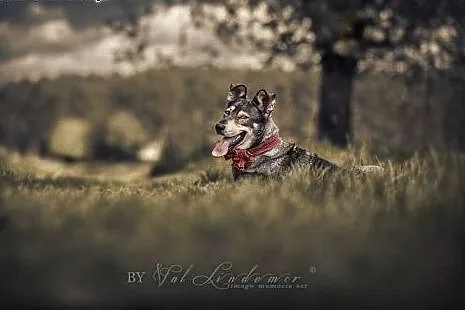 SHILA - cudowna WILCZASTA sunia,  dolnośląskie Wro