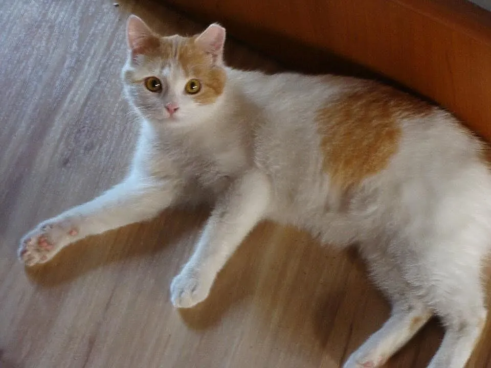 Szukamy domu dla 4 letniego kocura Maćka