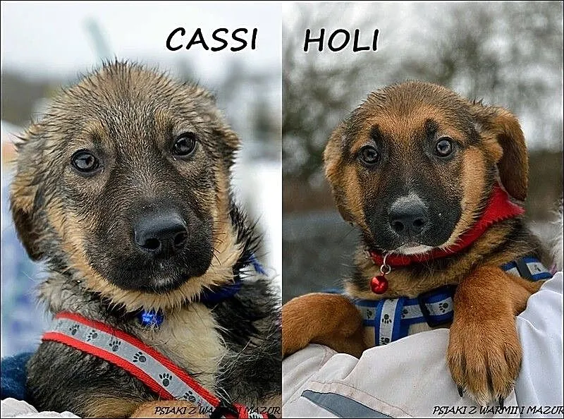 Cassi i Holi - trzymiesięczne siostrzyczki :)