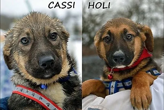 Cassi i Holi - trzymiesięczne siostrzyczki :)