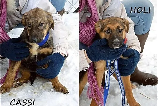 Cassi i Holi - trzymiesięczne siostrzyczki :)