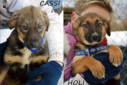 Cassi i Holi - trzymiesięczne siostrzyczki :)