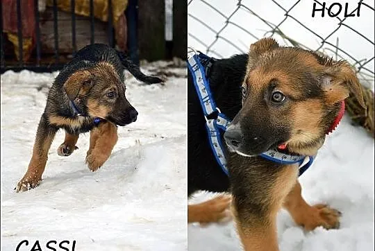 Cassi i Holi - trzymiesięczne siostrzyczki :)