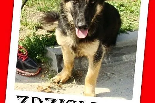 10 mies. owczarko-jamnik,suczka przyjazna,wesoła,r
