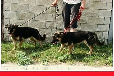 10 mies. owczarko-jamnik,suczka przyjazna,wesoła,r