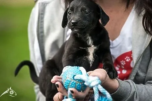 Czarny chłopak, szczeniak do adopcji,  mazowieckie