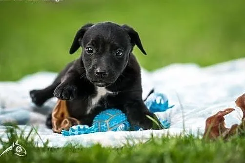 Czarny chłopak, szczeniak do adopcji,  mazowieckie