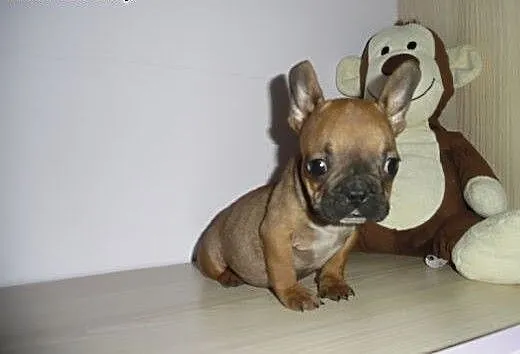 Buldog Francuski piesek, mazowieckie Radom
