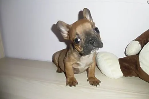 Buldog Francuski piesek,  mazowieckie Radom