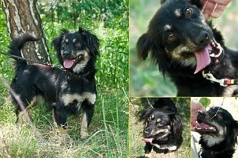 Mufka czeka na dom,  śląskie Gliwice