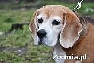 Beagle-wysterylizowana sunia z kompletem szczepień, Nieborów