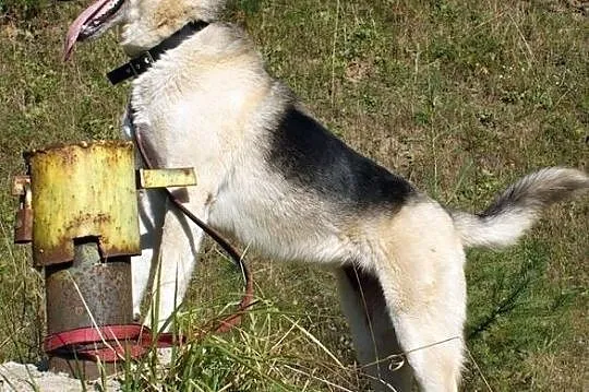 Mona - prawdziwa piękność! :), Warmińsko-mazurskie, Olsztyn