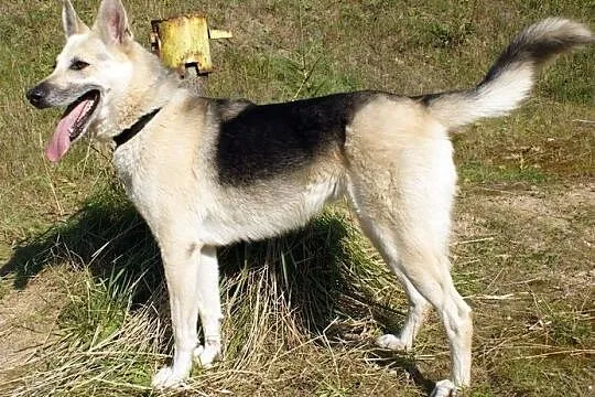 Mona - prawdziwa piękność! :), Warmińsko-mazurskie, Olsztyn