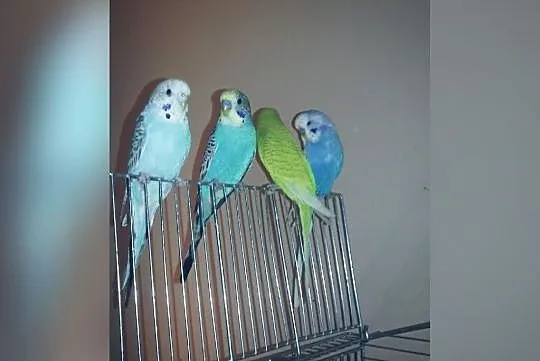 4 papużki faliste, , Szczyrk