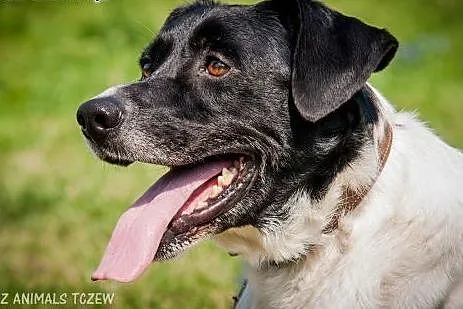OTOZ Animals - Felix - piękny pies ze zranionym sercem...,  pomorskie Tczew