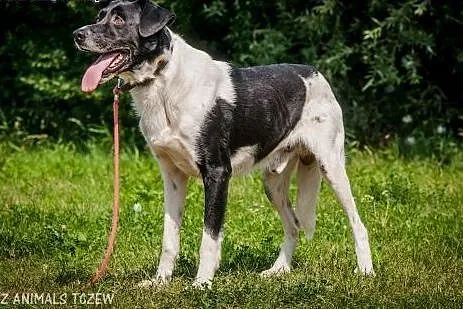 OTOZ Animals - Felix - piękny pies ze zranionym se