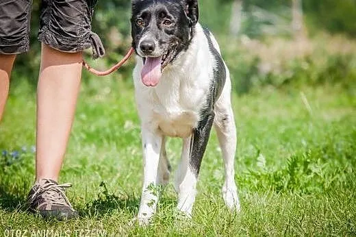 OTOZ Animals - Felix - piękny pies ze zranionym se