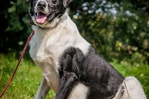 OTOZ Animals - Felix - piękny pies ze zranionym se