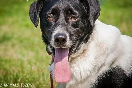 OTOZ Animals - Felix - piękny pies ze zranionym se