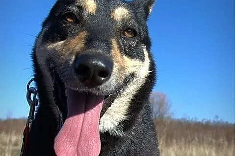 AJSZA mix husky szuka domku!!!PILNE,  dolnośląskie
