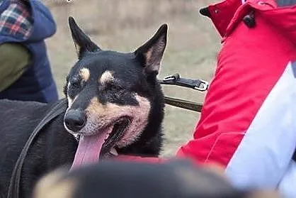 AJSZA mix husky szuka domku!!!PILNE,  dolnośląskie