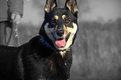 AJSZA mix husky szuka domku!!!PILNE,  dolnośląskie
