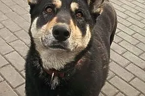 AJSZA mix husky szuka domku!!!PILNE,  dolnośląskie