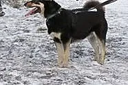 AJSZA mix husky szuka domku!!!PILNE,  dolnośląskie
