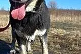 AJSZA mix husky szuka domku!!!PILNE,  dolnośląskie