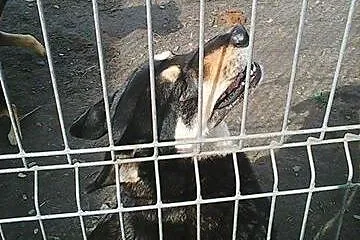 AJSZA mix husky szuka domku!!!PILNE,  dolnośląskie