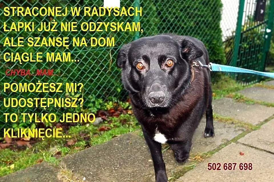 Kasia… trójłapka w wielkim sercem