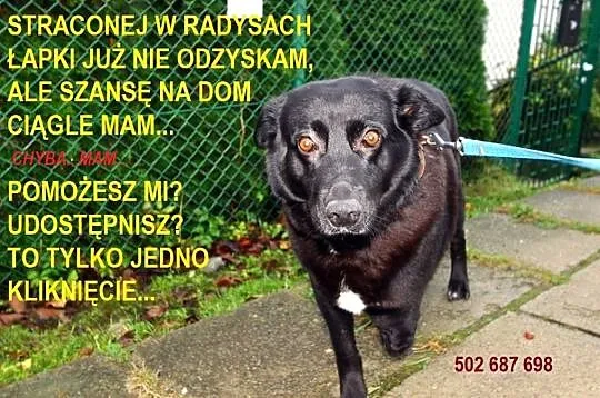 Kasia… trójłapka w wielkim sercem