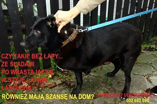 Kasia… trójłapka w wielkim sercem